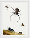 "Four Beetles and a Flying Stink Bug (1715)", Nicolaas Struyck