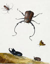 "Four Beetles and a Flying Stink Bug (1715)", Nicolaas Struyck