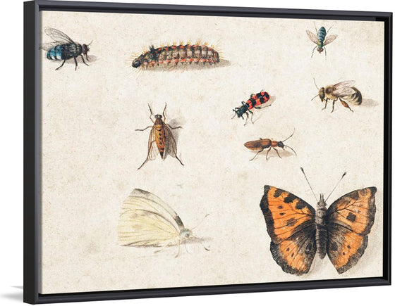 "Sheet of Studies of Nine Insects (1660-1665)", Jan Van Kessel