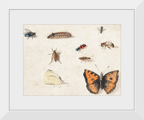 "Sheet of Studies of Nine Insects (1660-1665)", Jan Van Kessel