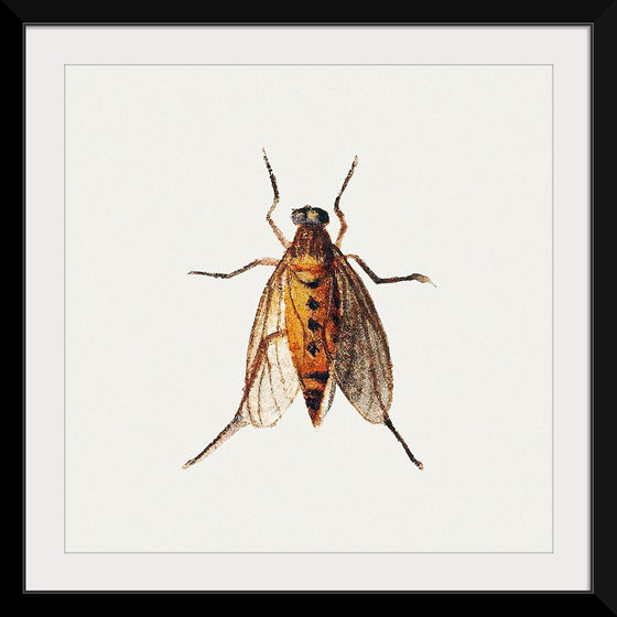 "Cicada from Sheet of Studies of Nine Insects (1660-1665)", Jan Van Kessel