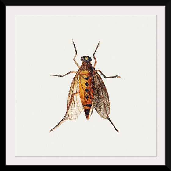 "Cicada from Sheet of Studies of Nine Insects (1660-1665)", Jan Van Kessel