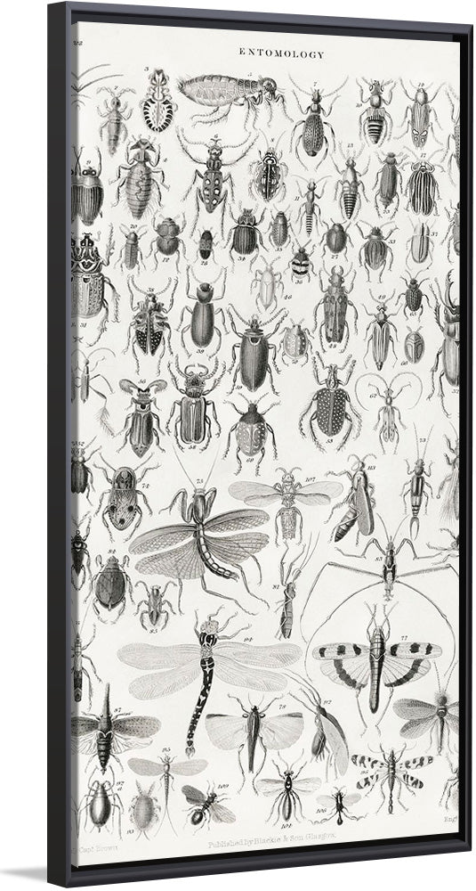 "Entomology", Oliver Goldsmith