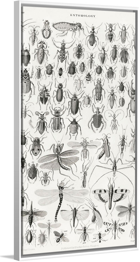 "Entomology", Oliver Goldsmith