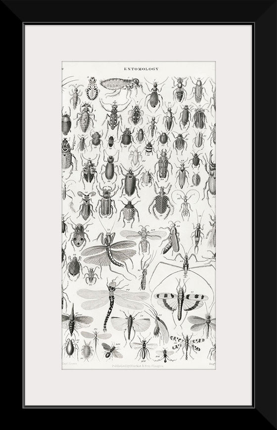 "Entomology", Oliver Goldsmith
