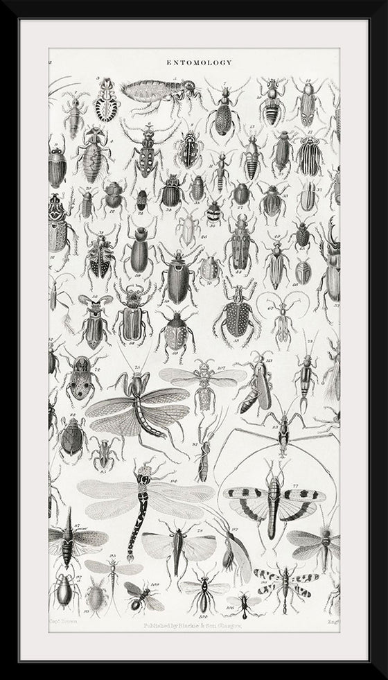 "Entomology", Oliver Goldsmith