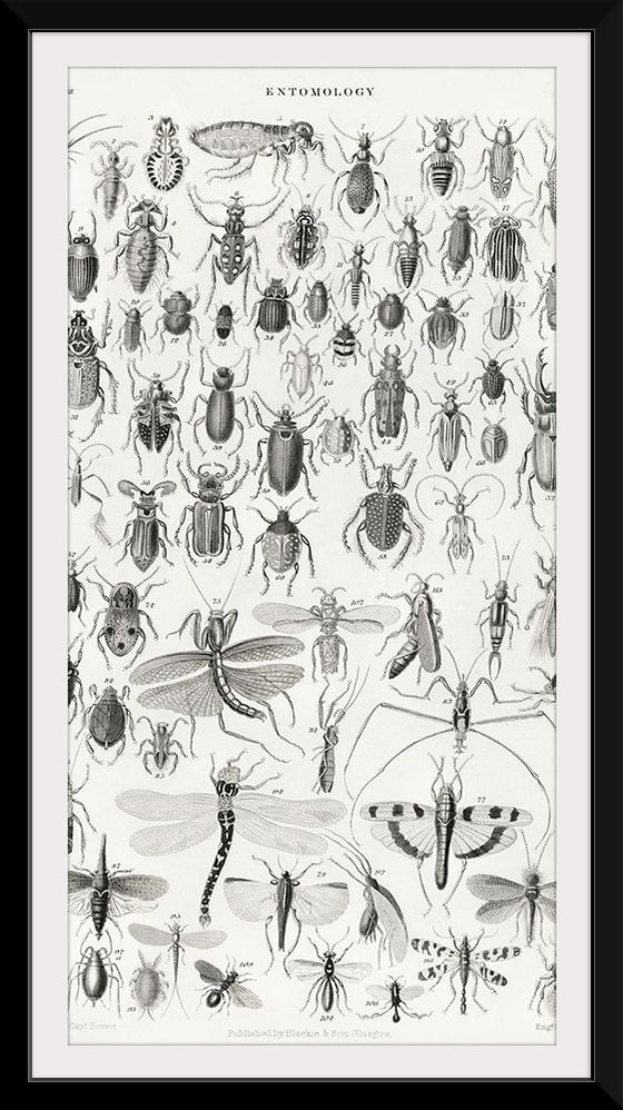 "Entomology", Oliver Goldsmith