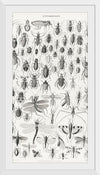 "Entomology", Oliver Goldsmith