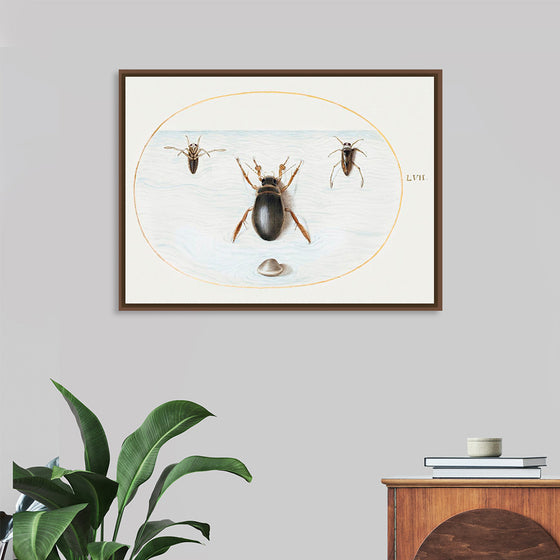 "Diving Beetle and Backswimmer", Joris Hoefnagel