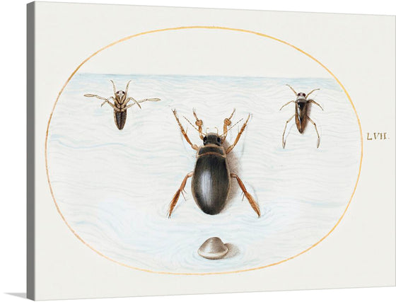 Diving Beetle and Backswimmer: Step into a miniature world of wonder with this captivating print. Meticulously rendered, each beetle takes center stage, their delicate wings and robust bodies showcased against a serene backdrop. The artist’s skillful use of color and texture brings these often overlooked creatures to life, inviting you to marvel at their intricate beauty.