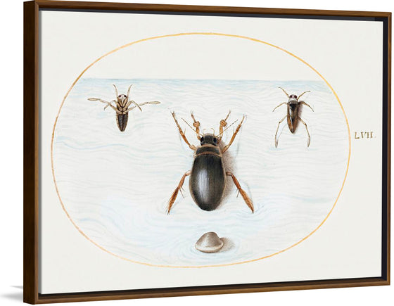 "Diving Beetle and Backswimmer", Joris Hoefnagel