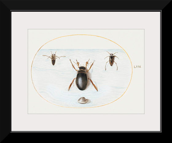 "Diving Beetle and Backswimmer", Joris Hoefnagel