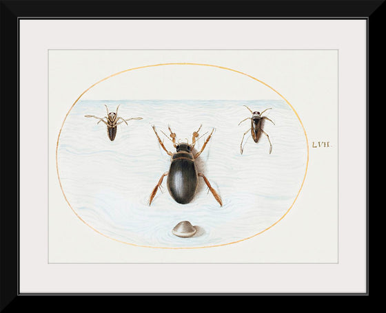 "Diving Beetle and Backswimmer", Joris Hoefnagel