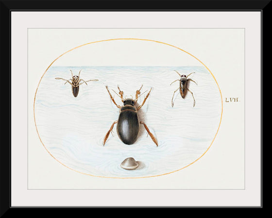 "Diving Beetle and Backswimmer", Joris Hoefnagel