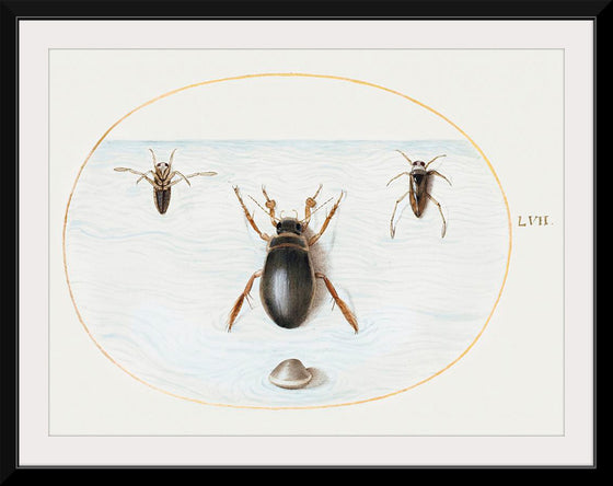 "Diving Beetle and Backswimmer", Joris Hoefnagel