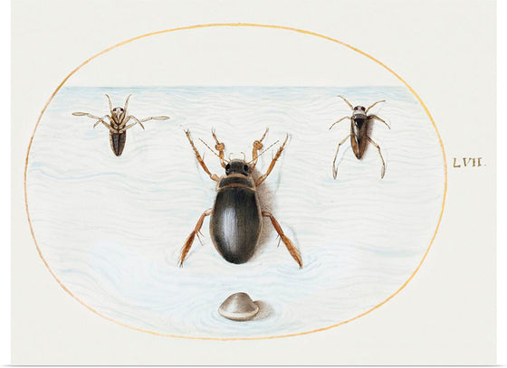 "Diving Beetle and Backswimmer", Joris Hoefnagel