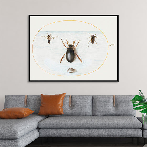 "Diving Beetle and Backswimmer", Joris Hoefnagel
