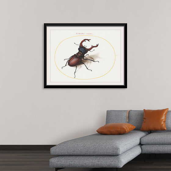 "Stag Beetle (1575-1580)", Joris Hoefnagel