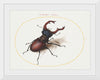 "Stag Beetle (1575-1580)", Joris Hoefnagel