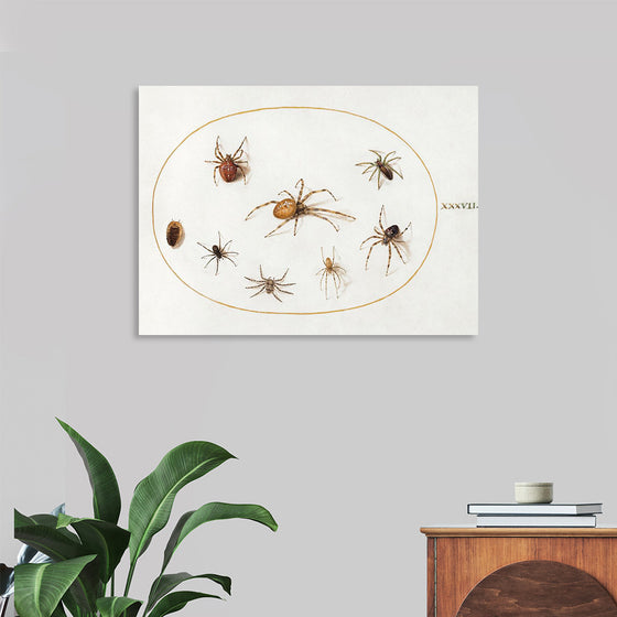 "Seven Spiders and an Insect (1575-1580)", Joris Hoefnagel