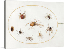  This artwork print showcases a collection of meticulously illustrated spiders, each captured in distinct postures and exhibiting a variety of colors and patterns. Encased within an elegant oval border, the spiders are rendered with such lifelike detail that they seem ready to skitter off the canvas. The Roman numeral “XXXVII” is subtly inscribed to the right, adding a touch of classical elegance. 