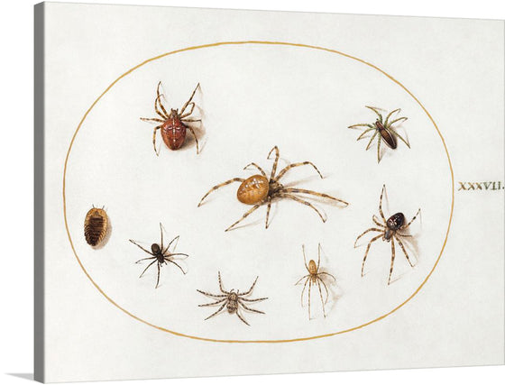 This artwork print showcases a collection of meticulously illustrated spiders, each captured in distinct postures and exhibiting a variety of colors and patterns. Encased within an elegant oval border, the spiders are rendered with such lifelike detail that they seem ready to skitter off the canvas. The Roman numeral “XXXVII” is subtly inscribed to the right, adding a touch of classical elegance. 