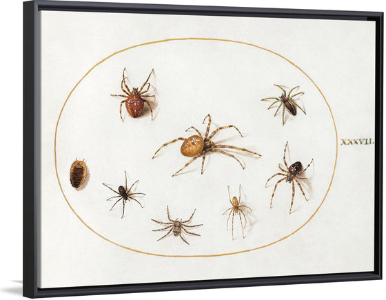 "Seven Spiders and an Insect (1575-1580)", Joris Hoefnagel