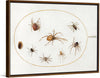 "Seven Spiders and an Insect (1575-1580)", Joris Hoefnagel