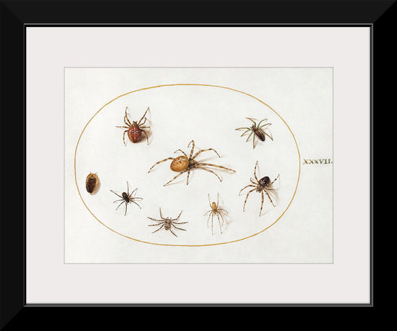 "Seven Spiders and an Insect (1575-1580)", Joris Hoefnagel