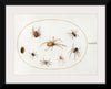 "Seven Spiders and an Insect (1575-1580)", Joris Hoefnagel