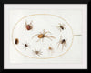 "Seven Spiders and an Insect (1575-1580)", Joris Hoefnagel