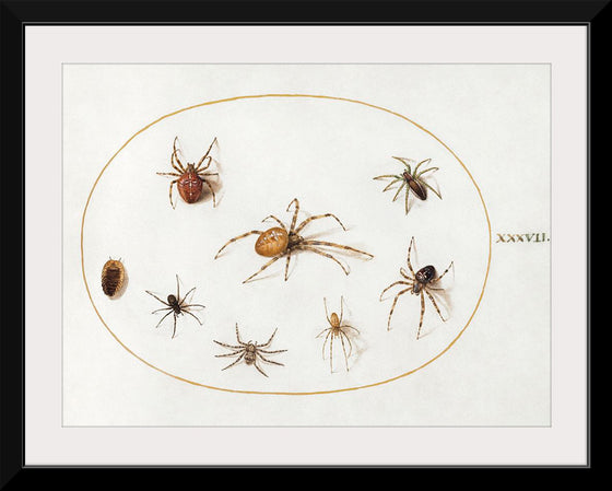 "Seven Spiders and an Insect (1575-1580)", Joris Hoefnagel