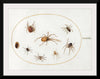 "Seven Spiders and an Insect (1575-1580)", Joris Hoefnagel