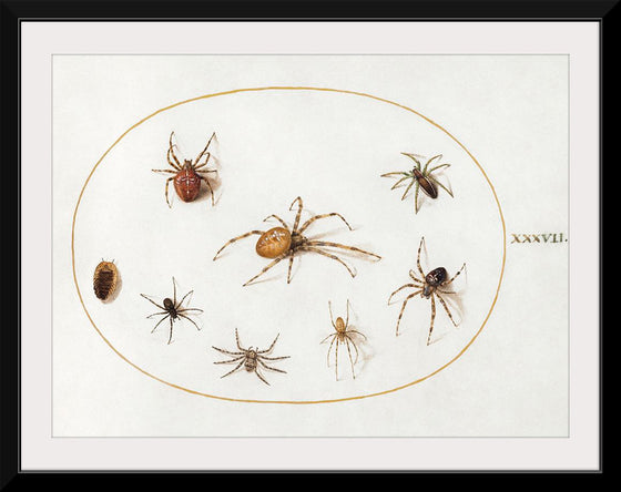 "Seven Spiders and an Insect (1575-1580)", Joris Hoefnagel