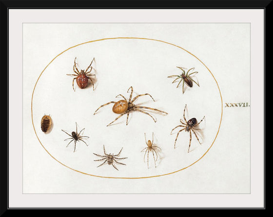 "Seven Spiders and an Insect (1575-1580)", Joris Hoefnagel