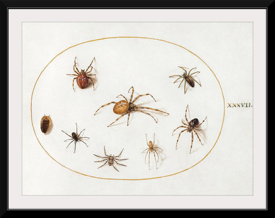 "Seven Spiders and an Insect (1575-1580)", Joris Hoefnagel