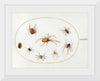 "Seven Spiders and an Insect (1575-1580)", Joris Hoefnagel