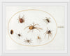 "Seven Spiders and an Insect (1575-1580)", Joris Hoefnagel