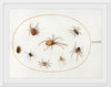 "Seven Spiders and an Insect (1575-1580)", Joris Hoefnagel