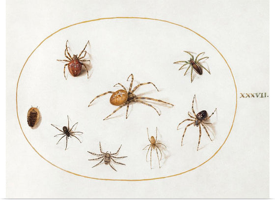 "Seven Spiders and an Insect (1575-1580)", Joris Hoefnagel