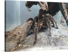  This print features a close up of a tarantula in its natural habitat. The spider’s legs are spread out, showing its impressive size. The background is a mix of rocks and wood, creating a realistic and engaging scene. This artwork would be a great addition to any collection of nature photography.