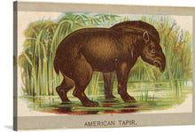  In this exquisite illustration, the majestic tapir stands amidst a lush marshland, its rich brown coat contrasting against the subtle beige background. The artist’s meticulous attention to detail brings out the tapir’s unique features—the white-tipped snout, the gentle curve of its body, and the intelligent eyes that seem to hold ancient secrets.