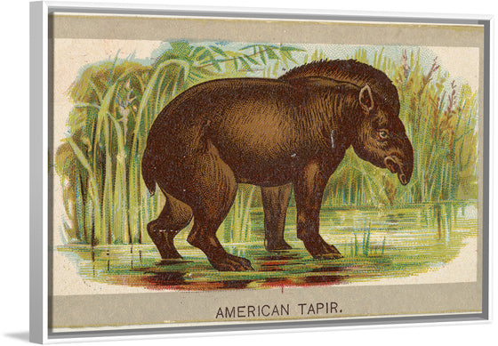 "American Tapir", Abdul Cigarettes