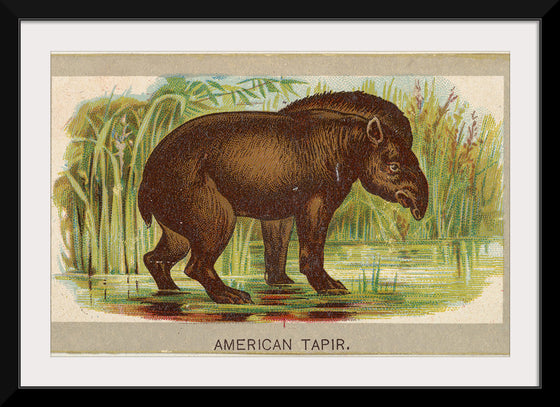 "American Tapir", Abdul Cigarettes