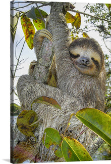  “Bradypus” by Stefan Laube is a stunning print of a sloth in its natural habitat. The artist captures the sloth’s peaceful demeanor and the beautiful colors of the foliage. This print would make a great addition to any art collection.