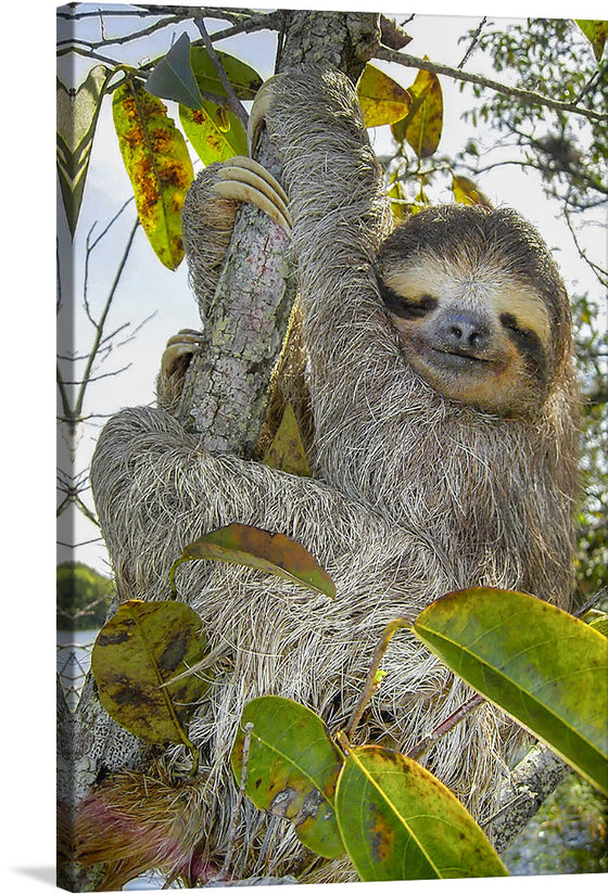 “Bradypus” by Stefan Laube is a stunning print of a sloth in its natural habitat. The artist captures the sloth’s peaceful demeanor and the beautiful colors of the foliage. This print would make a great addition to any art collection.