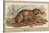 “Beaver, from the Animals of the World series” by Abdul Cigarettes is a beautiful print that showcases the beaver in its natural habitat. The print is a perfect addition to any animal lover’s collection and is sure to add a touch of charm to any room it is displayed in.