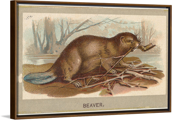 "Beaver, from the Animals of the World series", Abdul Cigarettes