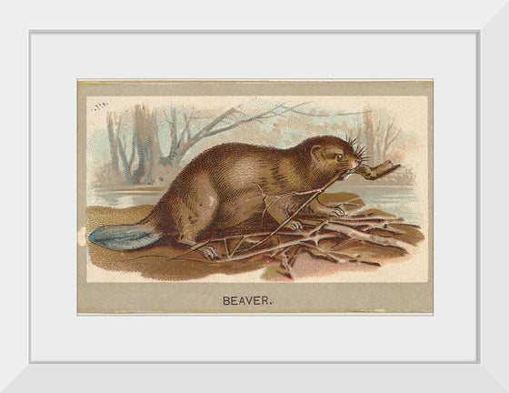 "Beaver, from the Animals of the World series", Abdul Cigarettes