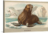 “Walrus, from the Animals of the World Series" invites you to the icy, serene landscapes of the Arctic. Imagine a majestic walrus, its rich brown fur glistening against the snowy shore. Its iconic tusks, like ancient ivory, tell tales of survival and strength. Beyond, icy mountains pierce the sky, and tranquil waters mirror the stillness of eternity. The artist’s skill transports you—each brushstroke a testament to raw beauty.
